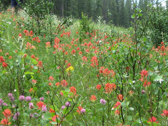 Canadian Rockies-210.JPG - Bow Valley Parkway